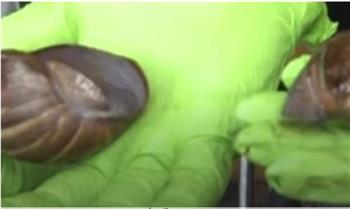    مئات الحلزونات الإفريقية تجتاح سواحل فلوريدا| فيديو