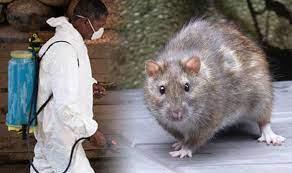   «حمى الفئران» تهاجم شرق أفريقيا