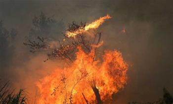 الداخلية التونسية: 11 حريقا بالغابات فى يومين والعثور على آثار للبنزين