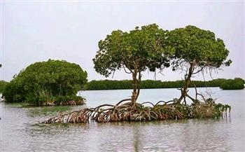   «اليونسكو» تطالب بزيادة الوعى العالمى لحماية غابات المانجروف فى العالم
