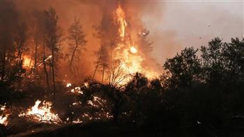   إدارة الغابات بتونس: إخماد 15 حريقًا بالغابات في أسبوع
