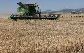   الإمارات: اتفاق تصدير الحبوب الأوكرانية يمنع حدوث أزمة غذاء عالمية