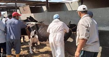  تحصين 45 ألف رأس من الماشية ضد الأمراض الوبائية..بيطري الغربية 