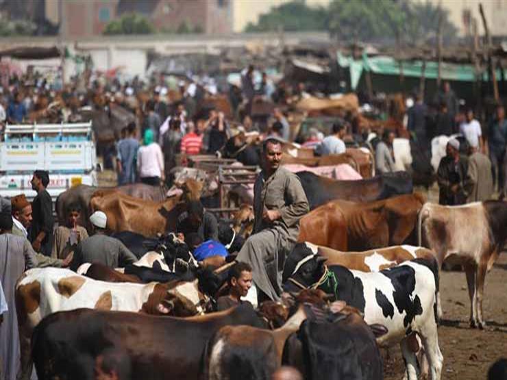 «رغم الركود في سوق المواشي»  الأسعار.. ماشية بالعكس!