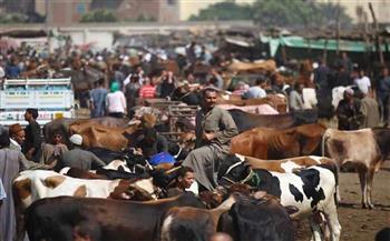   «رغم الركود في سوق المواشي»  الأسعار.. ماشية بالعكس!