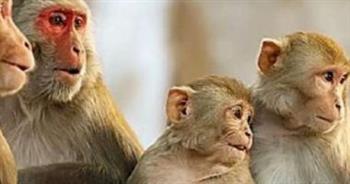   "الصحة": تدريب الأطباء على التعامل مع الحالات المشتبه فى إصابتها بجدرى القرود