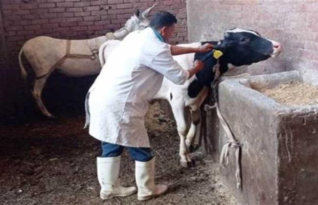 الطب البيطرى: استمرار تحصين الثروة الحيوانية ضد الحمى القلاعية والوادي المتصدع بالإسكندرية 