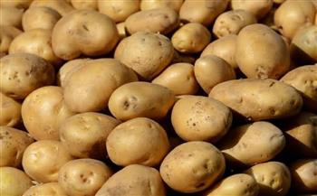   «الزراعة»: 646 ألف فدان إجمالي المساحة الخالية من العفن البني في البطاطس
