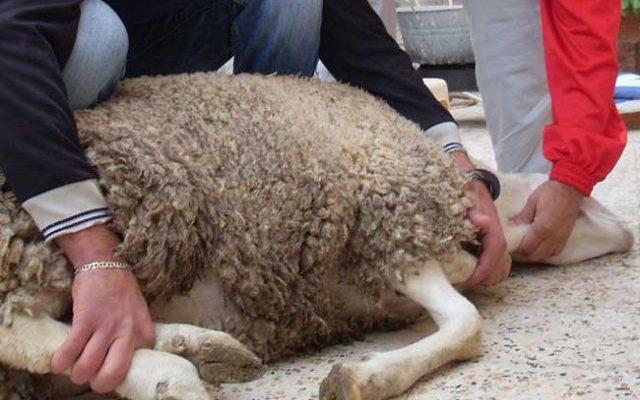 الإفتاء: تصوير الأضحية عند الذبح غير جائز شرعا