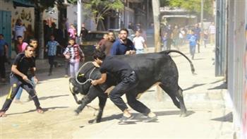 فيديو|| هروب عجل خوفا من الذبح