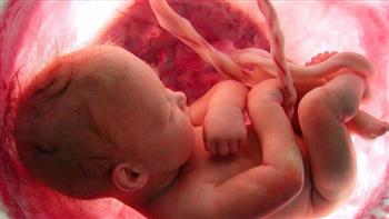   دراسة حديثة: الجنين "يعتني بنفسه" في بداية الحمل