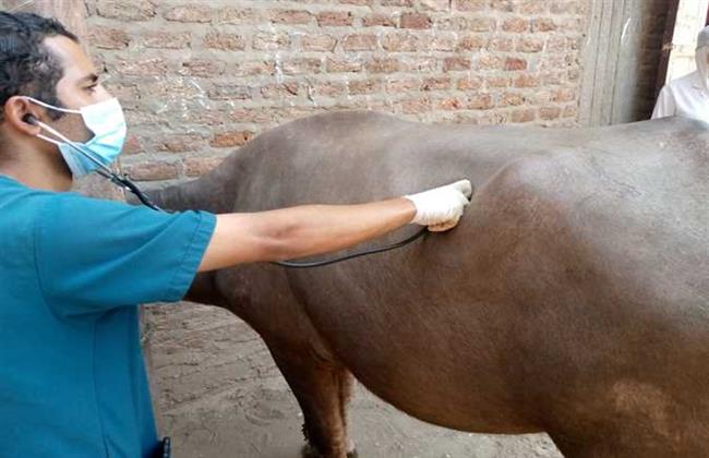 «الزراعة»: إطلاق 277 قافلة بيطرية مجانية خلال 6 شهور بمختلف المحافظات
