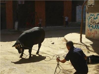 عجل ينهى حياة طالب فى بنى سويف 