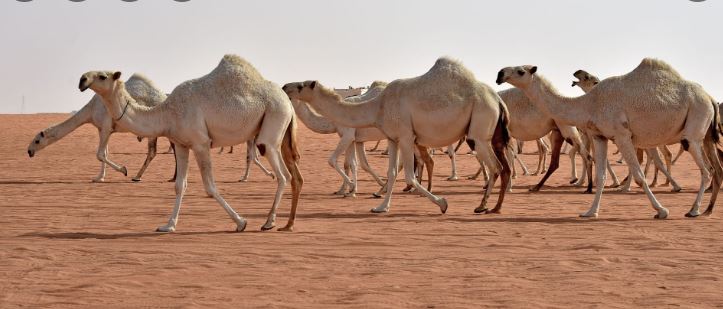 ما الحكمة من الوضوء بعد أكل لحوم الإبل؟
