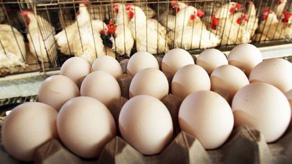 الكيلو يبدأ من 30 جنيهًا.. أسعار الدواجن اليوم