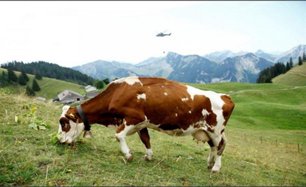 الجيش السويسري ينقل المياه إلى الحيوانات العطشى في الألب
