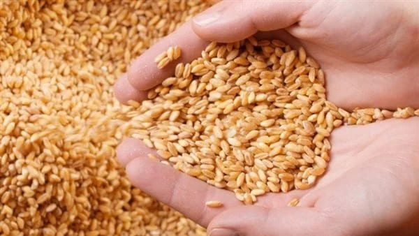 «التايمز»: محنة مزارعي القمح في أوكرانيا تنذر بمجاعة عالمية
