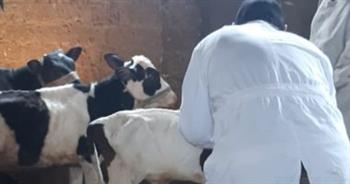   محافظ كفر الشيخ: تحصين 120 ألف رأس ماشية ضد الحمى القلاعية والوادي المتصدع