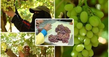 4 ملايين طن.. صادرات مصر الزراعية فى 6 شهور والبطاطس والموالح بالمقدمة