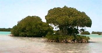   الأمم المتحدة تؤكد أهمية أشجار المانجروف في التنوع البيولوجي واستعادة النظام البيئي