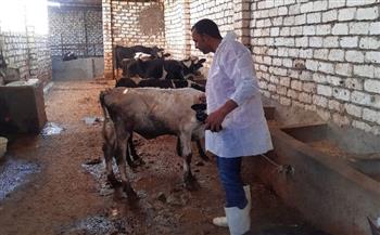   «بيطري الغربية»: تحصين 165 ألف رأس ماشية ضد الحمى القلاعيّة