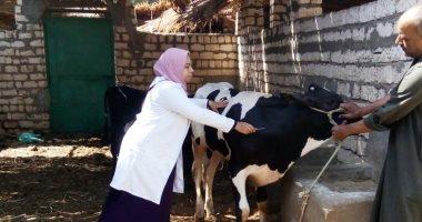 لجان بيطرية للتحصين ضد الحمى القلاعية بالأقصر