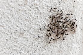   5 طرق للتخلص من النمل