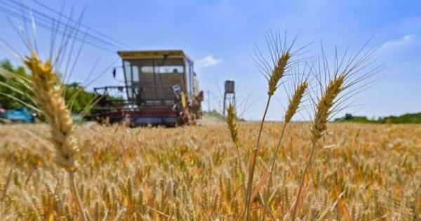 مسؤول أممى: عودة الحبوب الأوكرانية إلى الأسواق العالمية تدعم مواجهة أزمة الغذاء