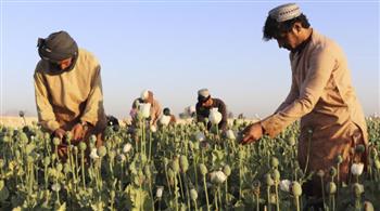   روسيا: تدفق المخدرات من أفغانستان إلى آسيا الوسطى يزداد تحت حكم طالبان
