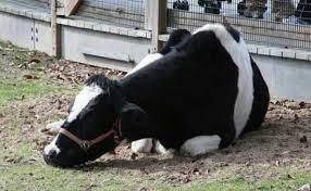   "الزراعة التونسية": تسجيل حالات إصابة بمرض النزف الوبائي لدى الأبقار