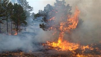 مجلس حكماء المسلمين يعزي الجزائر في ضحايا حرائق الغابات