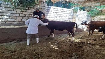   تحصين أكثر من 90 ألف رأس ماشية ضد الأمراض ببني سويف