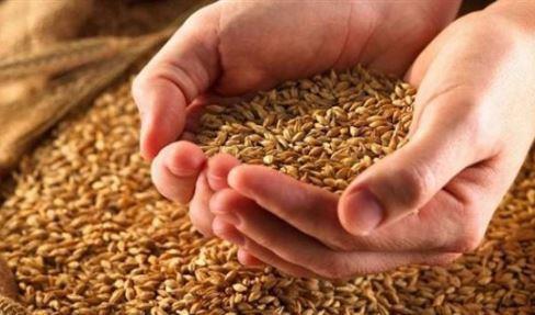  التموين: لدينا اكتفاء ذاتي من القمح حتى فبراير 2023