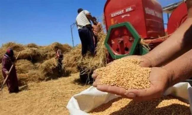 توريد 629 ألفًا و992 طنا من الأقماح لشون وصوامع الشرقية