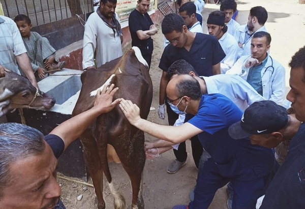 محافظ أسيوط: استمرار القوافل البيطرية المجانية بقرى المحافظة ضمن «حياة كريمة»