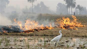   «الإفتاء» توضح الحكم الشرعي لحرق قش الأرز وحطب القطن