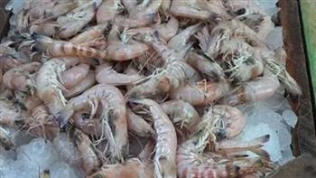 خبير: الجمبري الكداب ليس مضرا 
