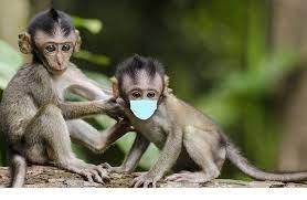   إسرائيل تسجل 11 حالة جديدة بـ «جدري القرود»