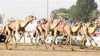 انطلاق أول أشواط سباق الهجن بالعلمين