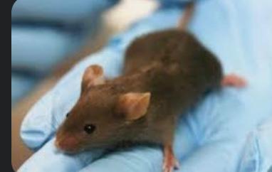 دراسة: فئران البرية أكثر ذكاءا من فئران المختبر