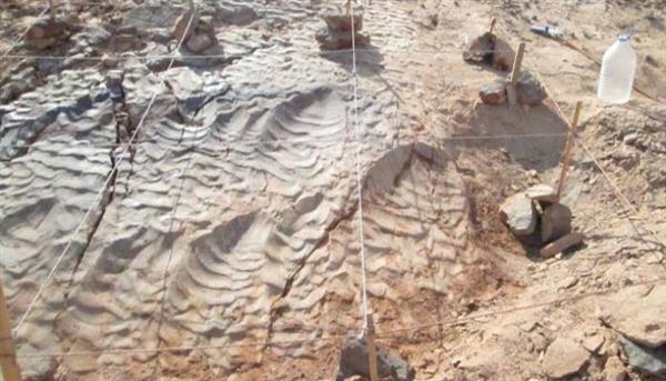 الكشف عن آثار ديناصور يعود تاريخها إلى 113 مليون عام بعد أن جف نهر في حديقة أمريكية ضربها الجفاف