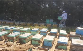   حصاد ناجح للعسل في خلايا نحل الناتو في إطار مبادرة أكثر خضرة