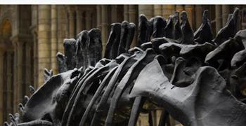   البرتغال . .إكتشاف ديناصور طوله 82 قدما