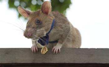   باحثون.. اختراع "فأر" "بقلب نابض