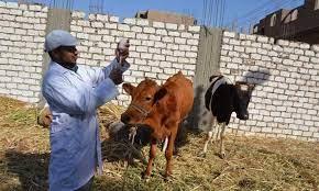 تحصين أكثر من 105 ألف رأس ماشية في الحملة القومية للحفاظ على الثروة الحيوانية ببني سويف