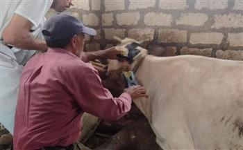 بيطرى البحيرة.. ترقيم و تسجيل ٢٦٨١ رأس ماشية خلال أسبوع