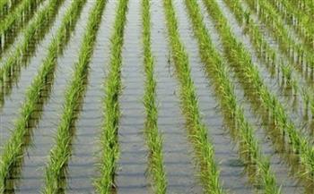   «الزراعة»: زرعنا 1.1  مليون فدان  أصناف جديدة من الأرز  تواجه الجفاف
