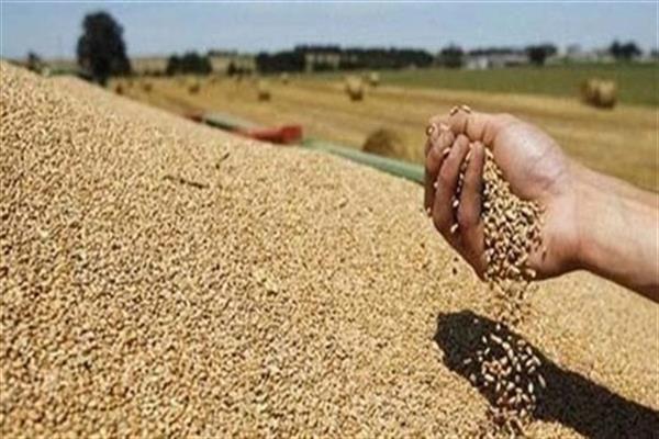 كندا تسهم بـ 40 مليون دولار لمعالجة نقص مخزون الحبوب في أوكرانيا