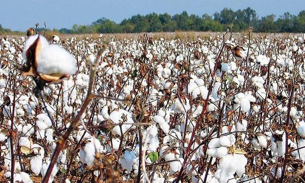 مع بدء الاستعداد لحصاد القطن لموسم 2022_2023..  «الذهب الأبيض» يستعيد الثقة