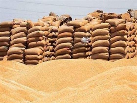 المالية: مصر أكبر مستورد للقمح في العالم بـ12 مليون طن